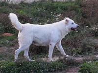 abruzzese sheepdog